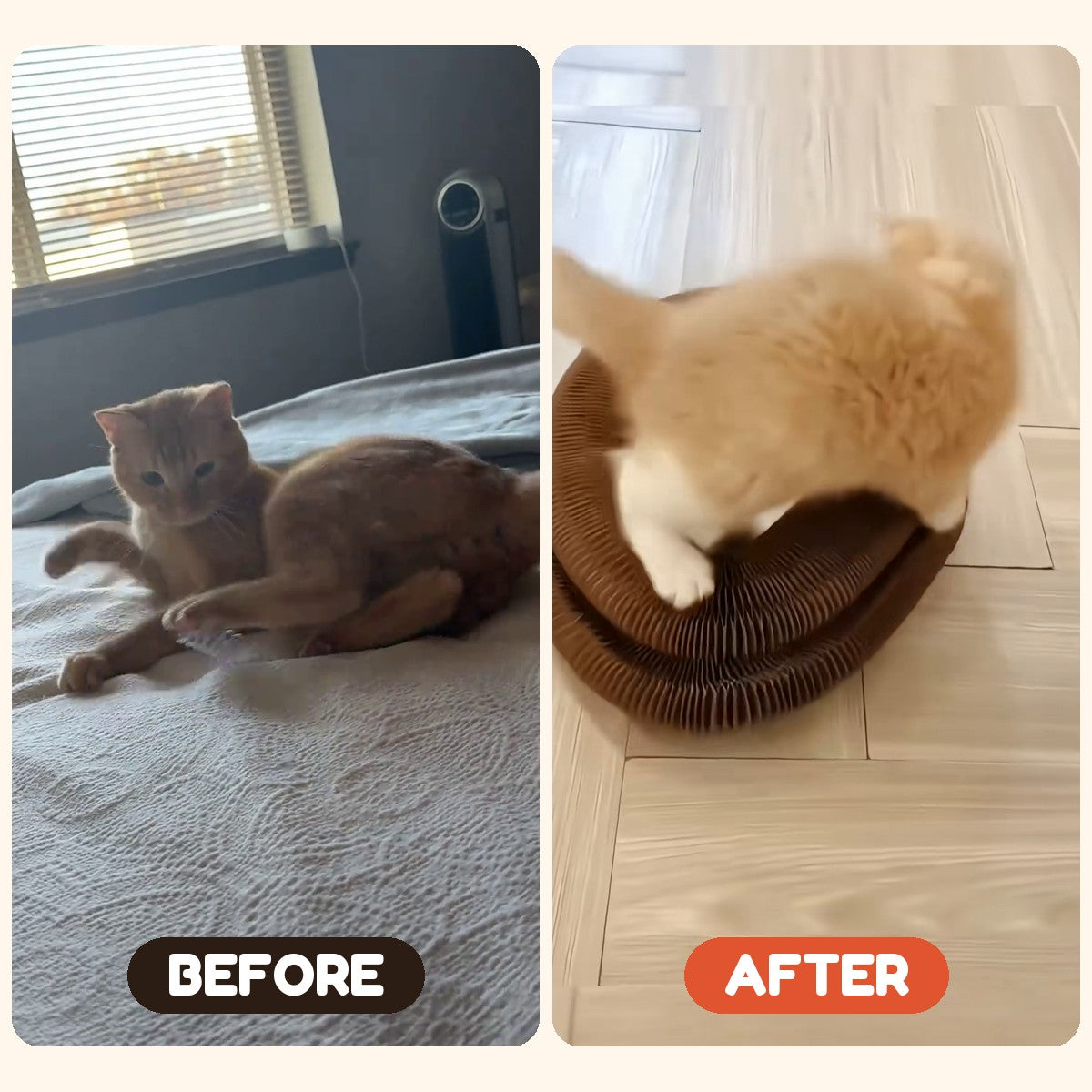 Bored cat before, playing cat after CHICKEN CAT