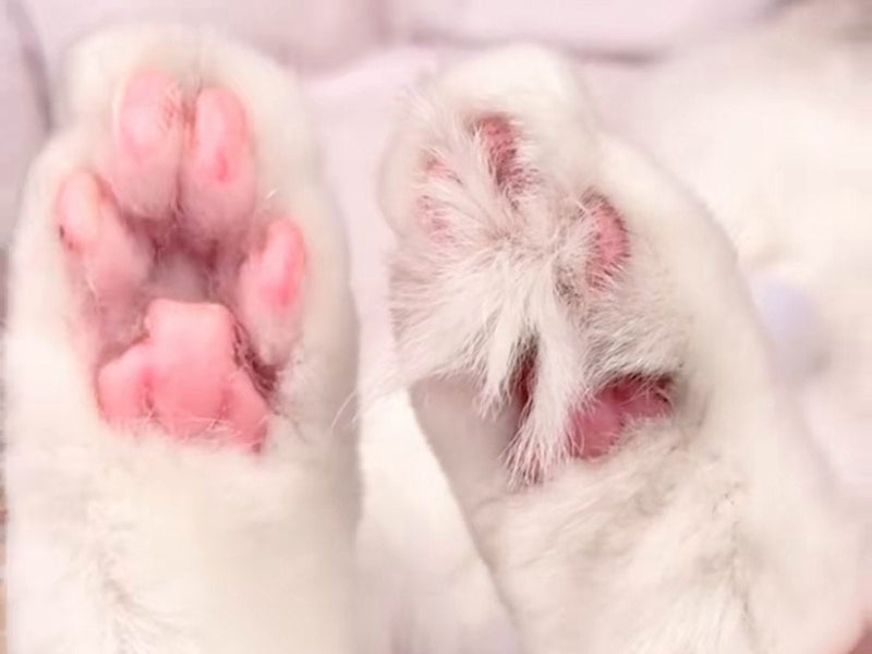 Paw after trimming