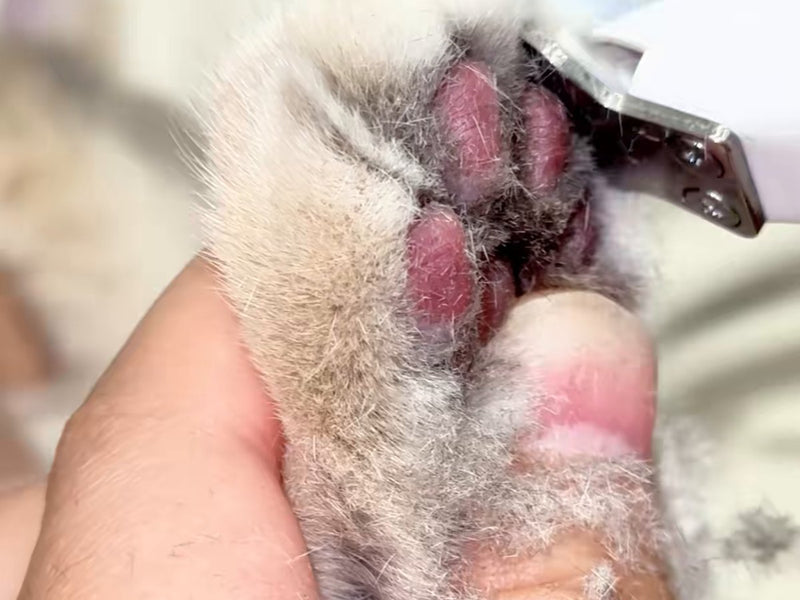 Paw before trimming