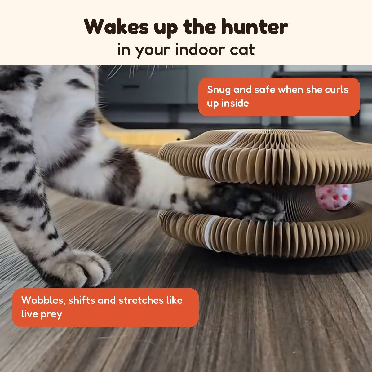 A tabby cat pawing at the CHICKEN CAT ball track