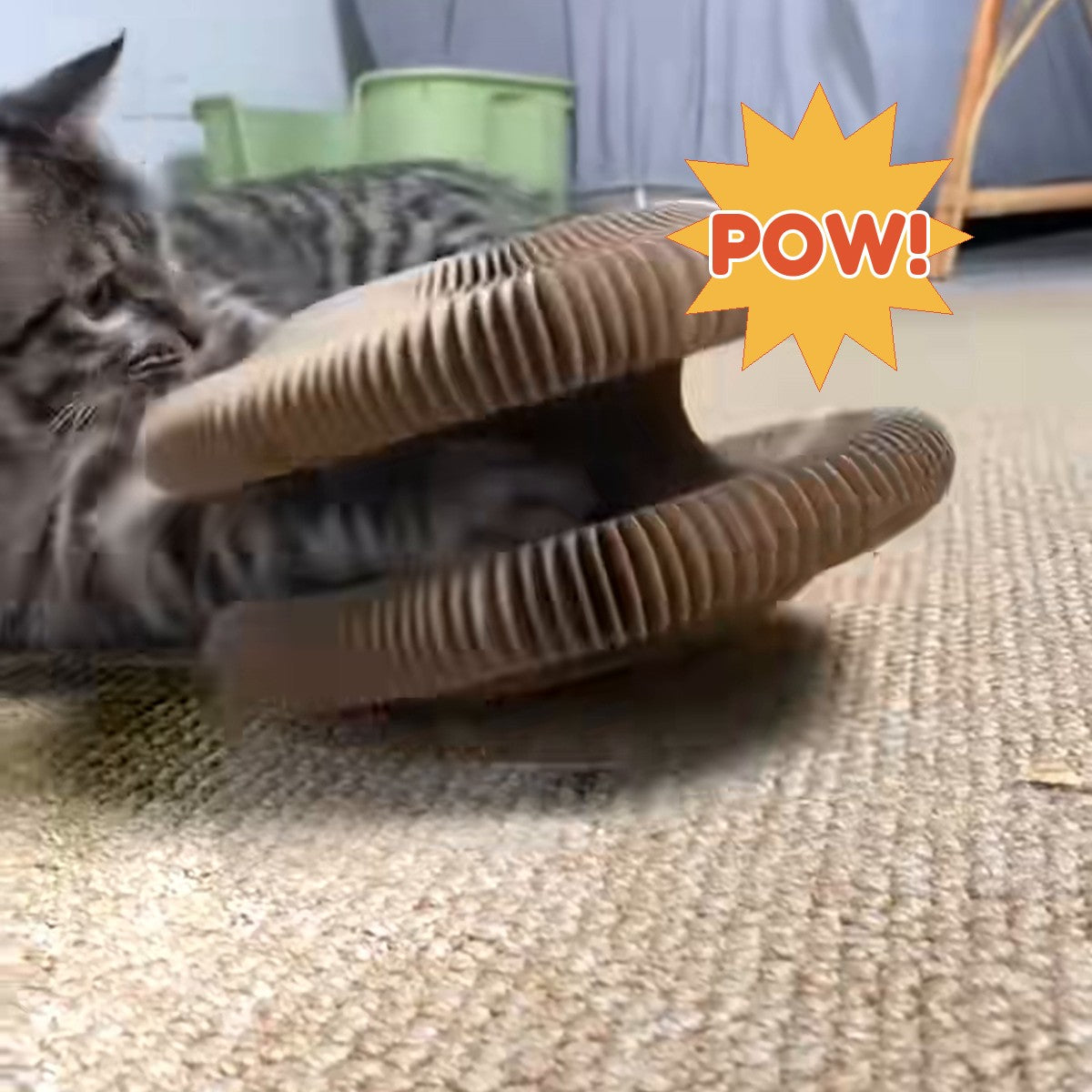 A cat swatting CHICKEN CAT