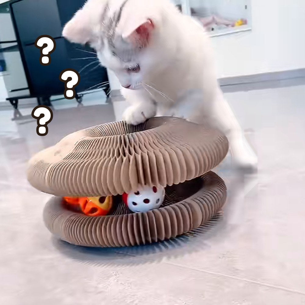 A curious cat reaching for the ball in the CHICKEN CAT track