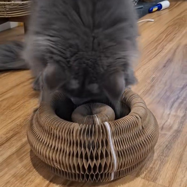 Customer photo of CHICKEN CAT