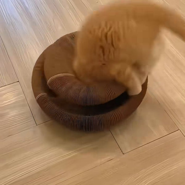Customer photo of CHICKEN CAT