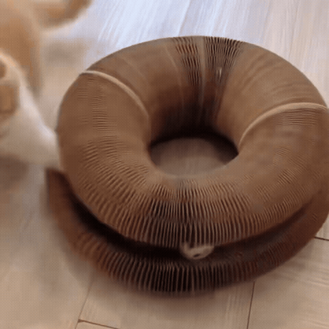 A cat swatting CHICKEN CAT